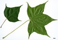 SpeciesSub: subsp. sinicum SpeciesSub: subsp. sinicum